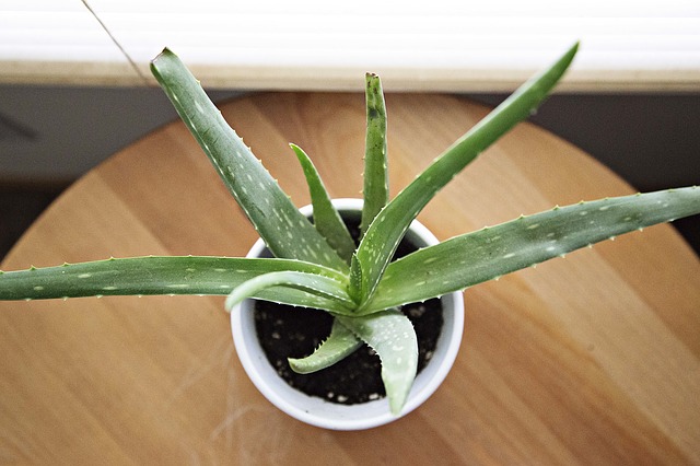 Pg-aloe-vera