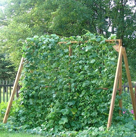 Learn How To Grow Cucumbers Vertically To Get The Most Of Your Plant 