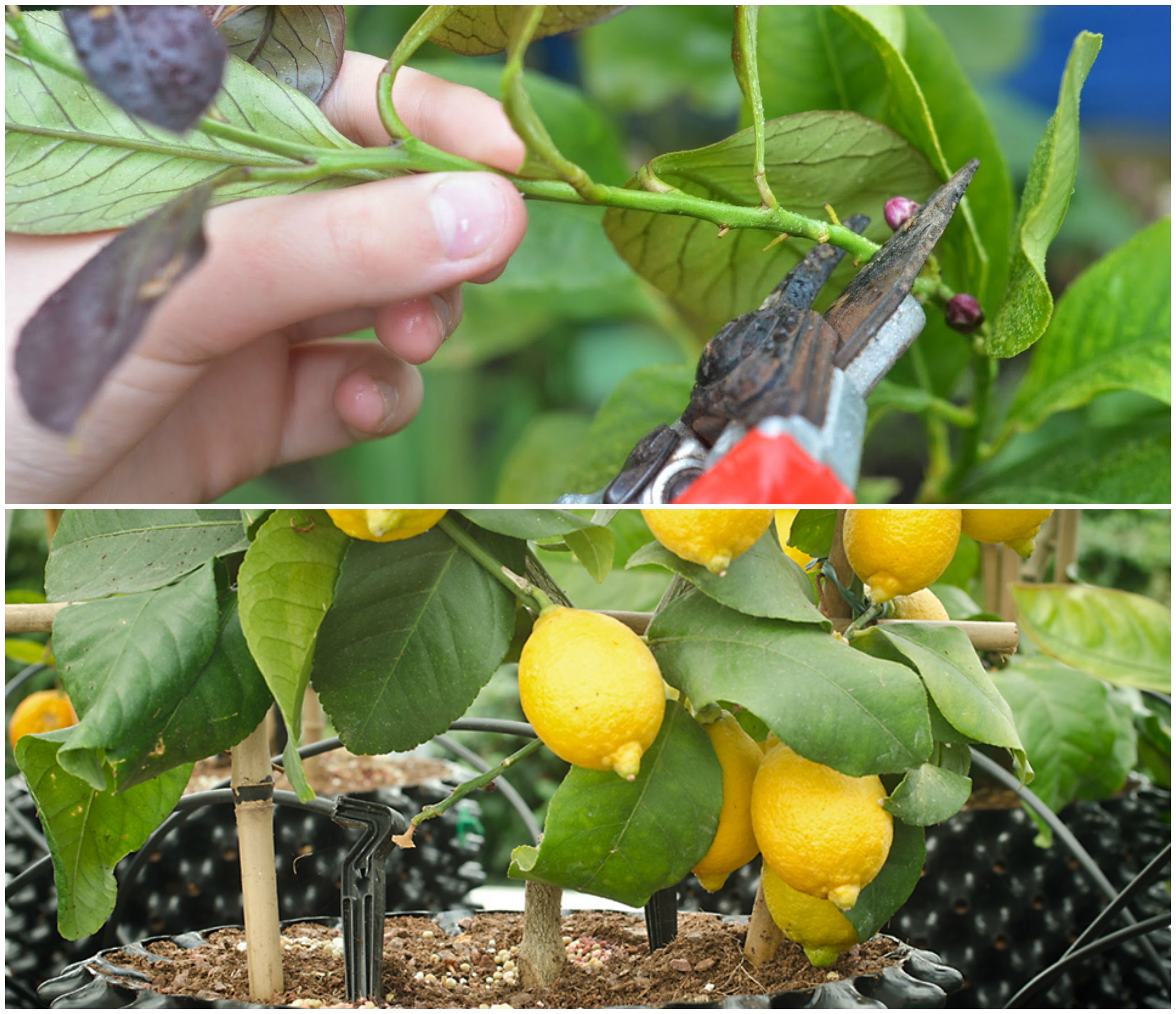 Top 90+ Images how to grow meyer lemon tree from cutting Updated