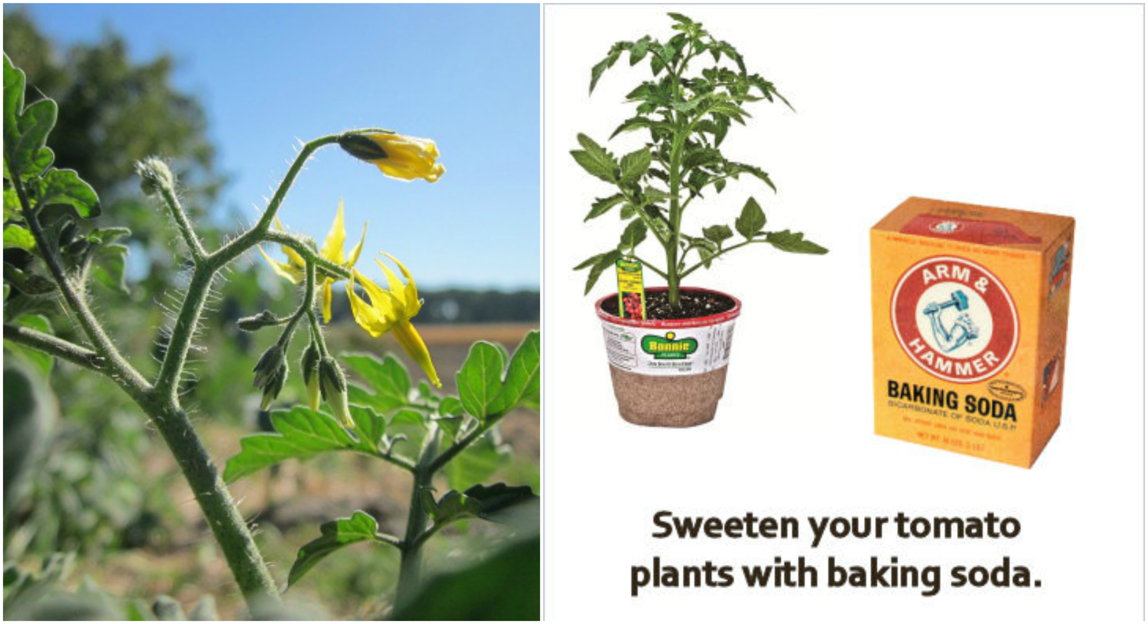 sweet-tomatoes-baking-soda-in-the-soil-is-the-trick-the-plant-guide