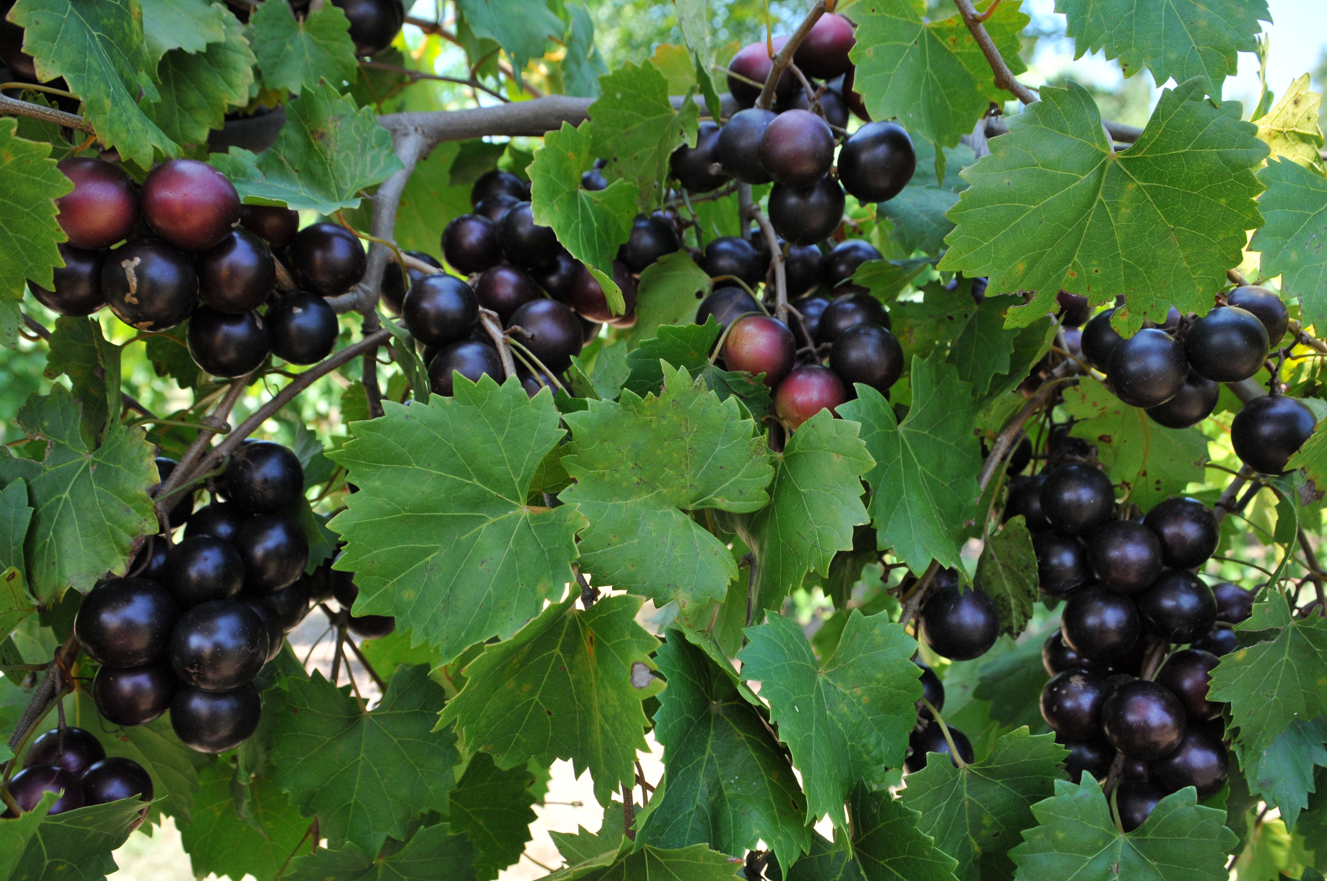 Muscadine Grapes The Plant Guide