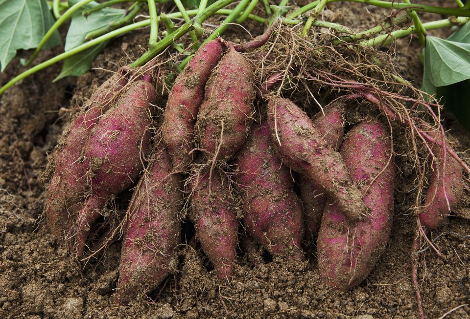 sweet potatoes grow plant guide