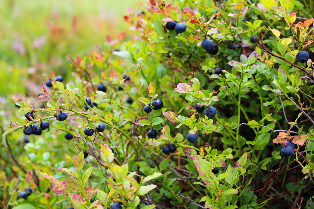 How To Grow Blueberries In Your Backyard The Plant Guide