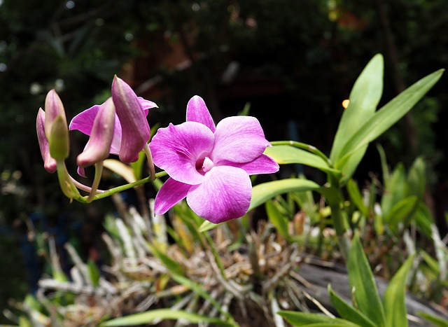 How To Grow Orchids Outside - The Plant Guide