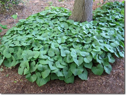 wild ginger - The Plant Guide