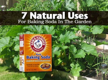 Baking-Soda-In-The-Garden - The Plant Guide