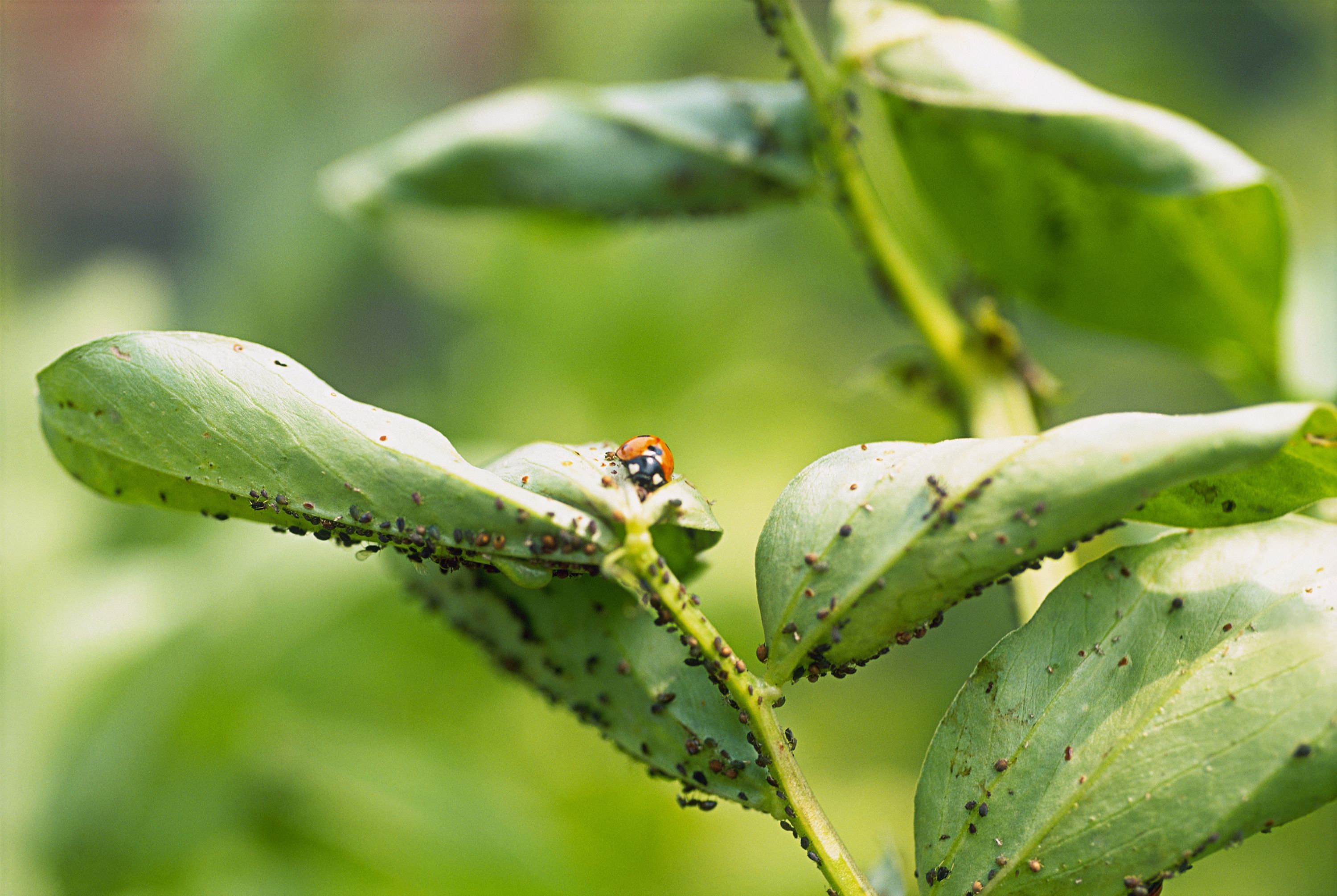 DIY All Natural Pesticide Recipe - The Plant Guide