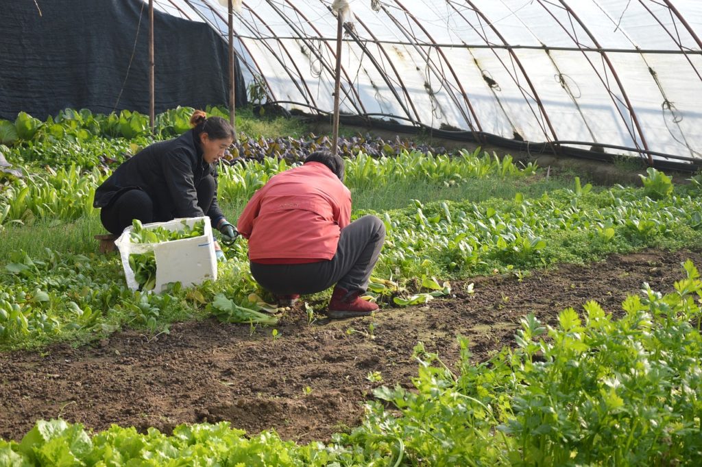 Как попасть в farming zone в stands awakening