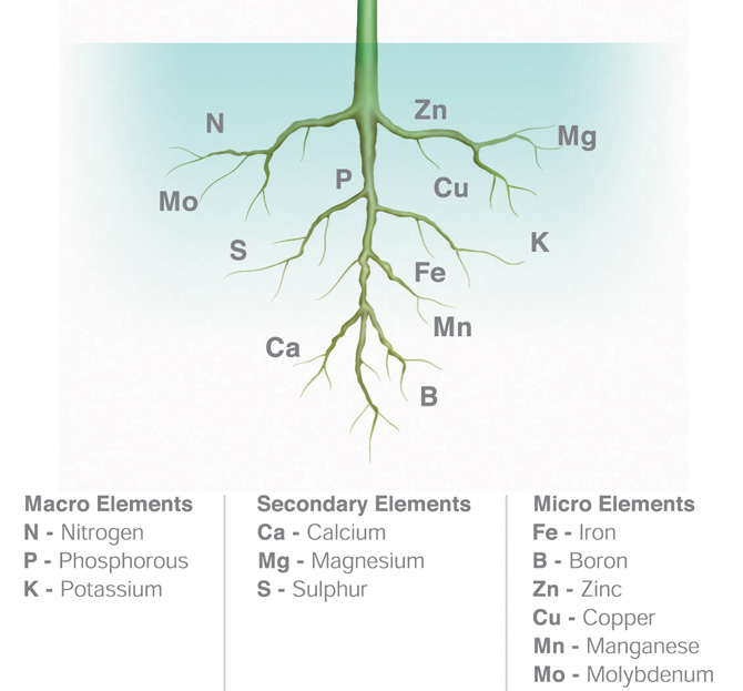 The 6 Essential Nutrients Plants - The Plant Guide