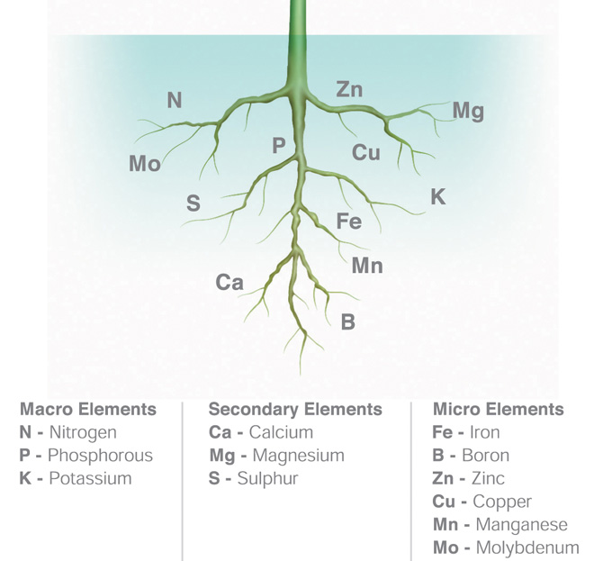 The 6 Essential Nutrients For Healthy Plants The Plant Guide