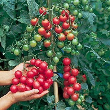 cherry tomato seedlings massachusetts