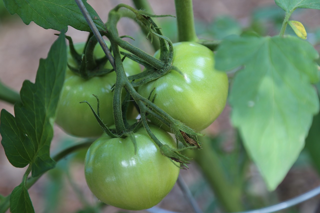 How Do I Ripen Green Tomatoes - www.inf-inet.com