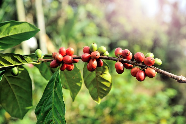 Growing Coffee Trees In Your Home The Plant Guide