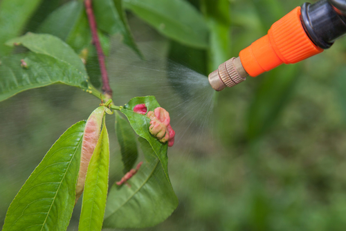 how-to-make-your-own-fungicide-the-plant-guide