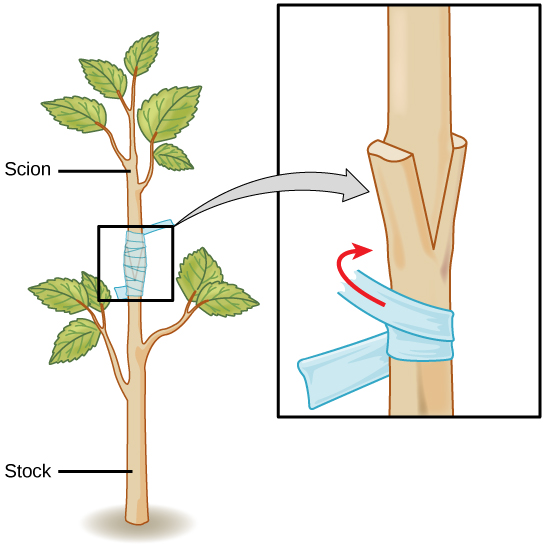 8 Ways To Propagate Plants - The Plant Guide