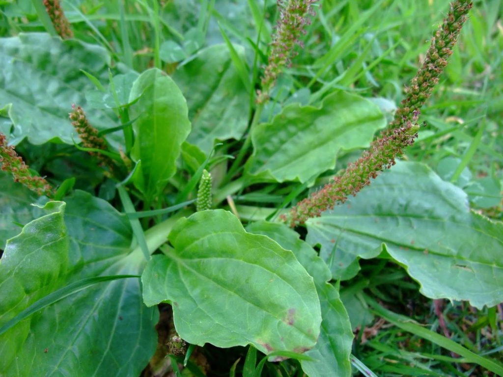 Plantain The Plant Guide 