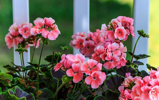 Flowers That Don't Need Deadheading - The Plant Guide