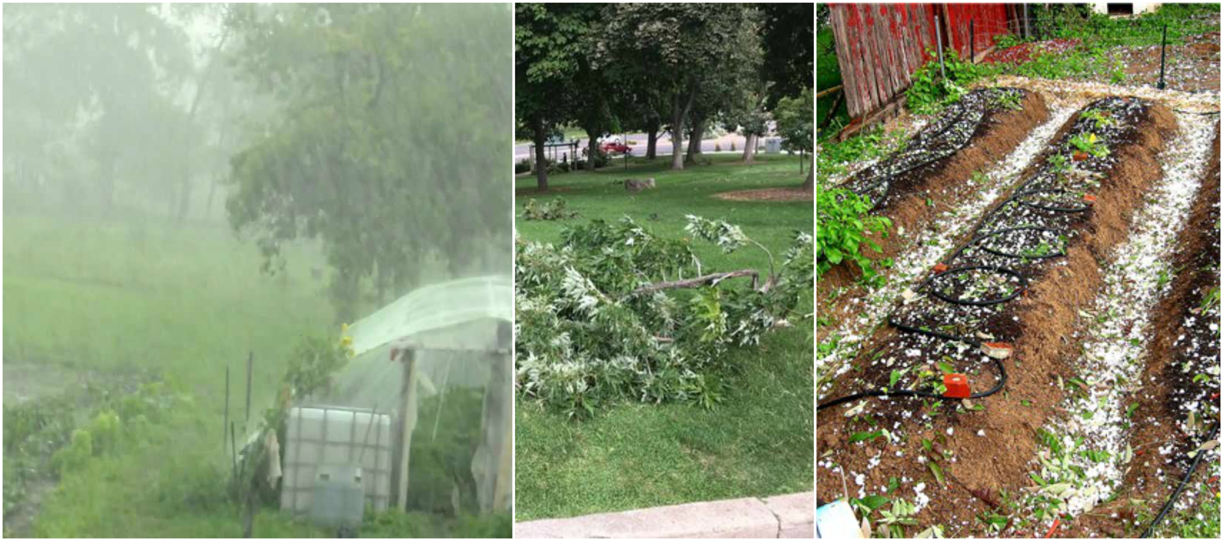Protect Your Garden From Heavy Rain Wind Thunderstorm And Hail