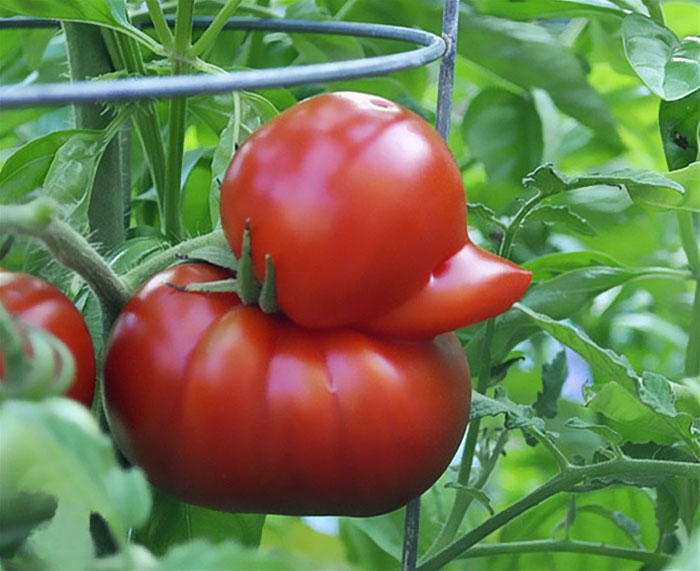 fruit-vegetables-in-unusual-shapes - The Plant Guide