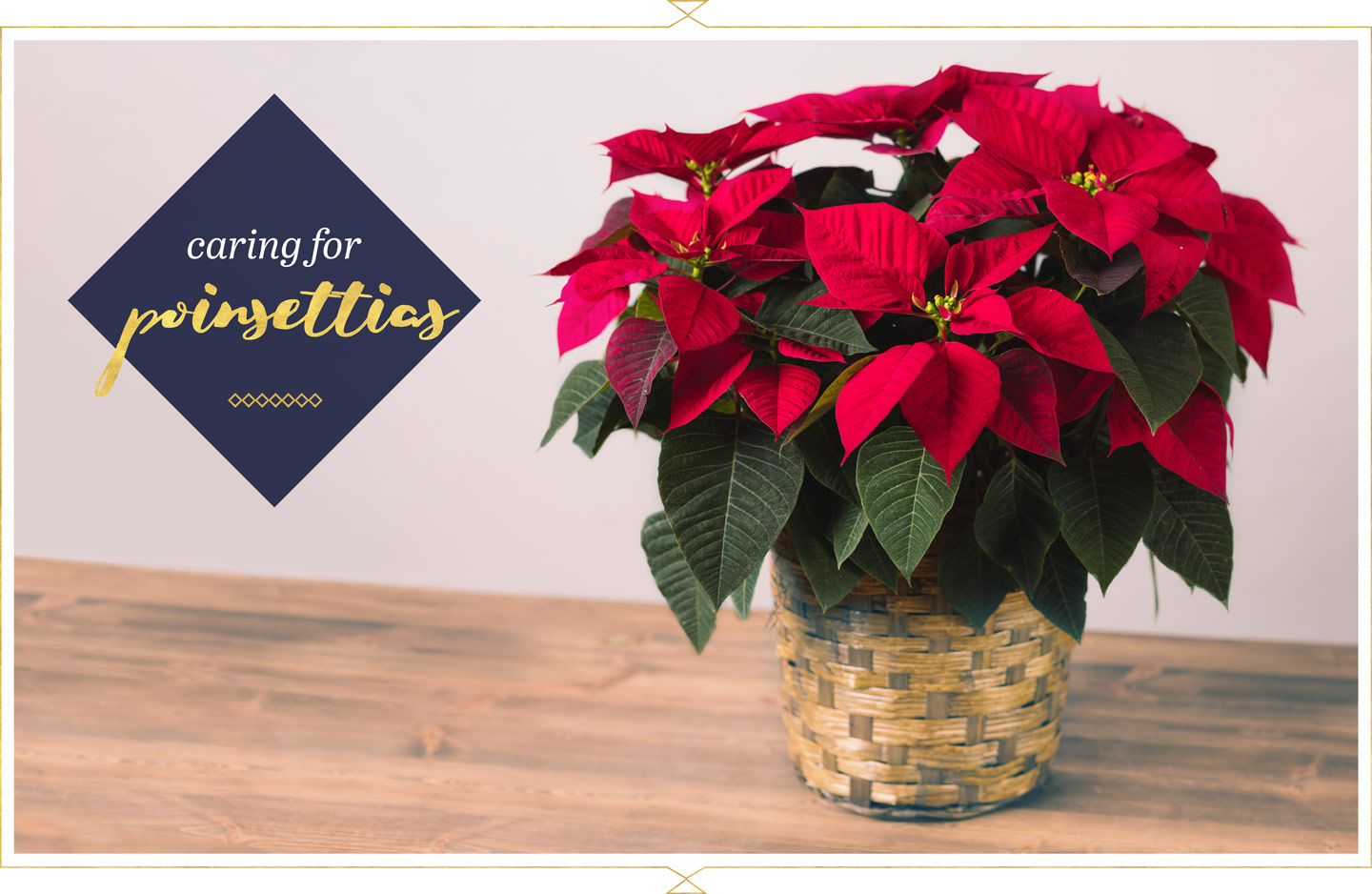 Poinsettia Care Guide Tips and Tricks The Plant Guide