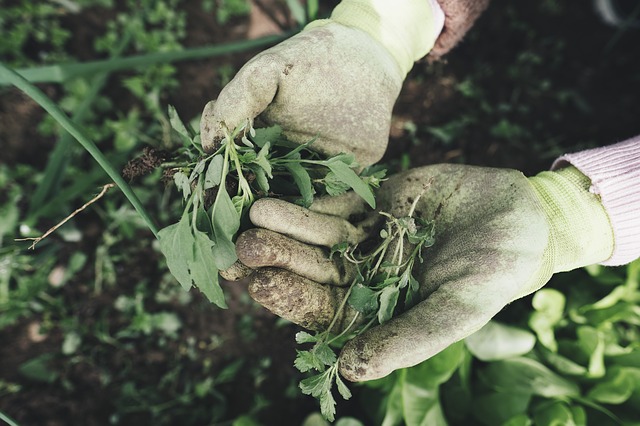 Wear Gardening Gloves, Should You Wear Gloves When Gardening