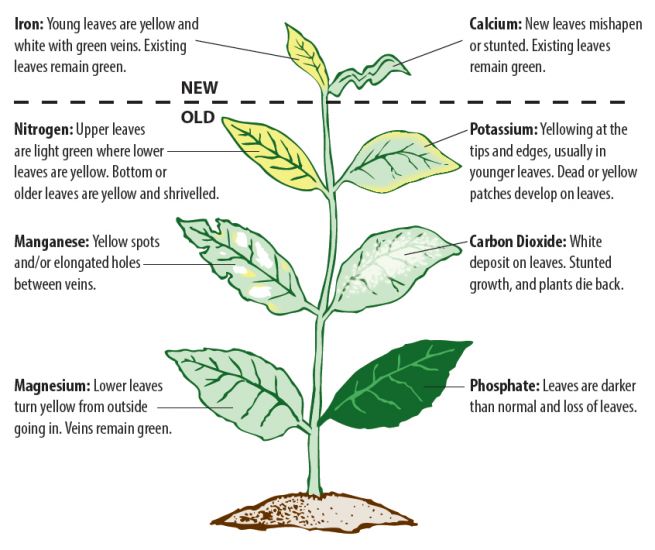 plant-nutrients-2-346-the-plant-guide