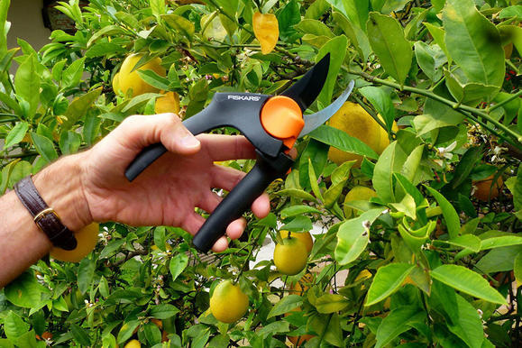 free download pruning lemon trees