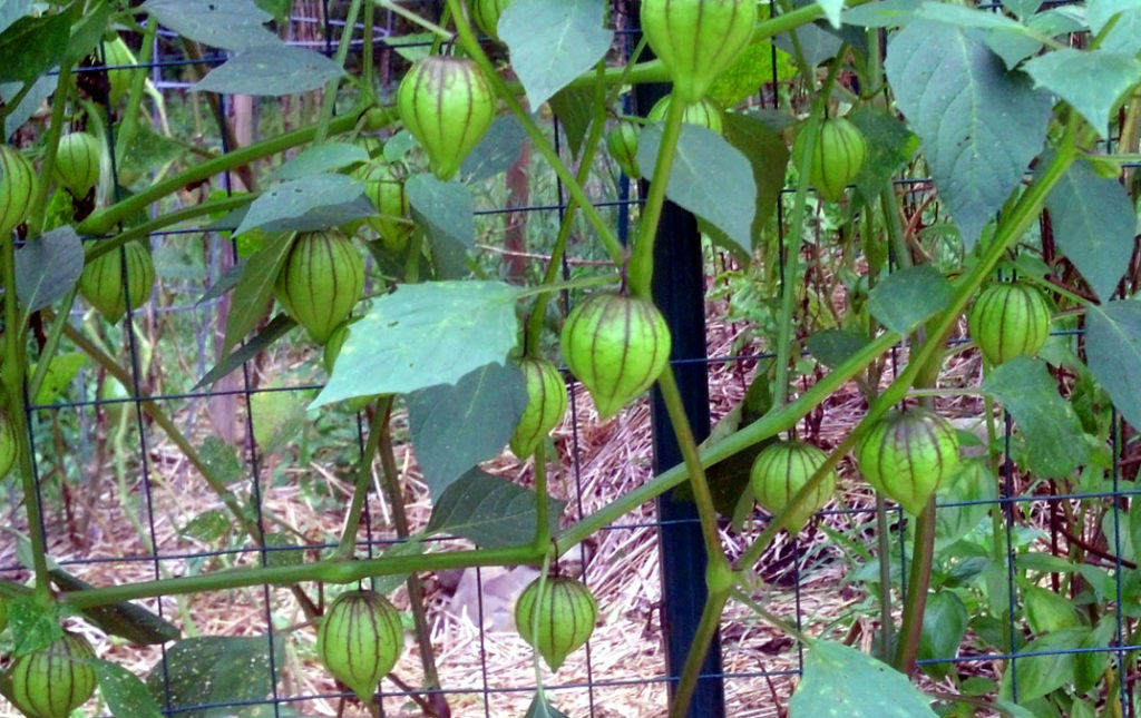 Tomatillo Growing And Care at Terrell Moyer blog