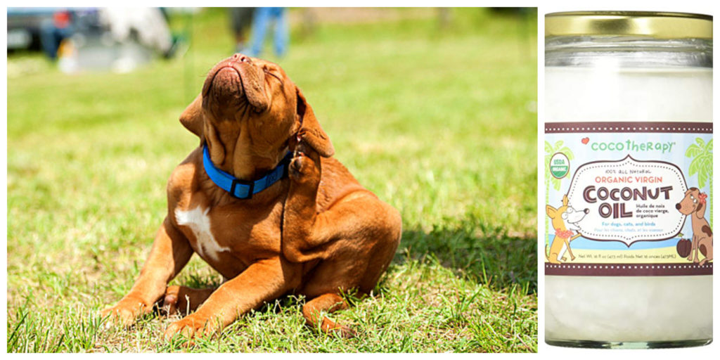 Coconut oil A Natural Flea (And Tick) Solution For Pets The Plant Guide