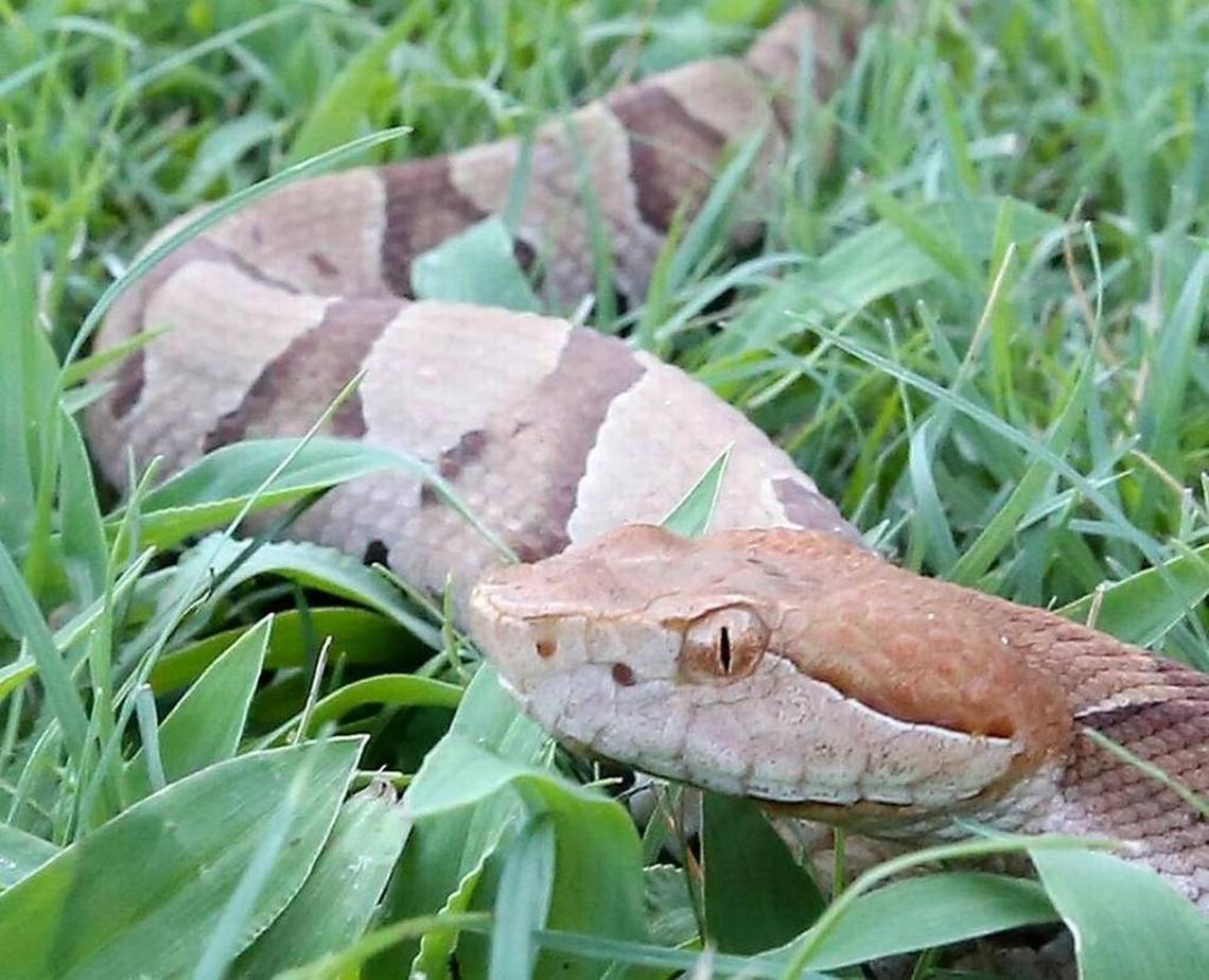 Tips on how to keep snakes away from your home and who to call if