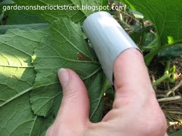 How To Kill Squash Bugs, Squash Bug Eggs And Nymphs - The ...